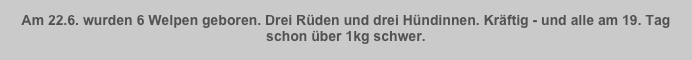 Am 22.6. wurden 6 Welpen geboren. Drei Rüden und drei Hündinnen. Kräftig - und alle am 19. Tag schon über 1kg schwer.
